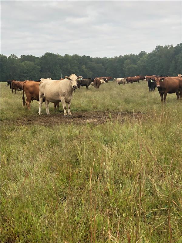 Tennessee Grass Fed Farm - Clarksville, TN